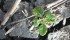 Canola seeded deep in wet, cold soil must fight to emerge through an unforgiving soil’s crust. | File photo
