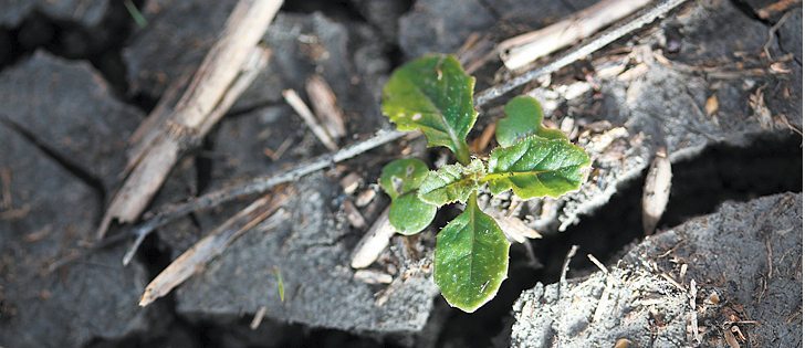 Canola seeded deep in wet, cold soil must fight to emerge through an unforgiving soil’s crust.  |  File photo