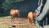Recommended vaccines depend on the horse’s activity, but for tetanus, ‘every single horse should get it every single year,’ says a veterinarian and instructor in large animal medicine. | File photo