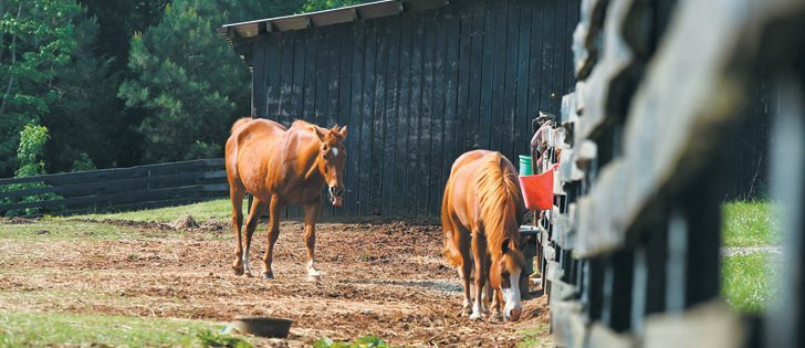Recommended vaccines depend on the horse’s activity, but for tetanus, ‘every single horse should get it every single year,’ says a veterinarian and instructor in large animal medicine.  |  File photo