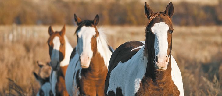 The efficacy of dewormers can be determined by a fecal egg count reduction test administered 14 days after deworming has been done.
|  Chelsey Schaffel photo