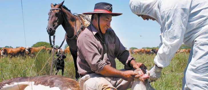 A livestock caretaker and an Argentine government official from the animal health agency check a cow’s mouth at San Juan ranch in northeastern Argentina, where 70 animals were found to have symptoms of foot-and-mouth disease in 2006.  |  Reuters/Miguel Fleitas photo
