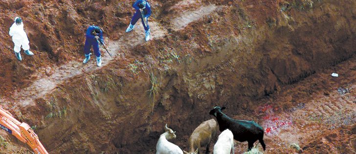 Police sharpshooters destroy livestock infected with foot-and-mouth disease in a pit in the southern state of Rio Grande do Sul, Brazil on May 17, 2001. Widespread livestock eradication has been the usual response to FMD outbreaks in the past.  |  Reuters photo