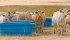 Scientists look at ways to improve the quality of beef through genetics, environmental factors, feed and animal management. | File photo