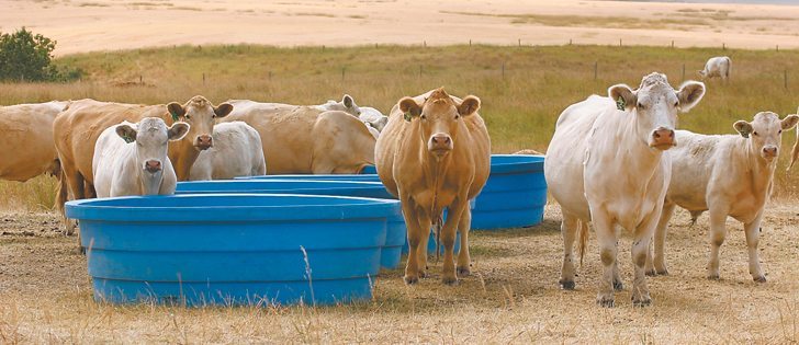 Scientists look at ways to improve the quality of beef through genetics, environmental factors, feed and animal management.  |  File photo
