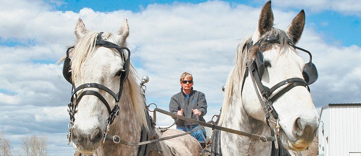  Janice Rutherford of Grosse Isle, Man., had this pair of grey Percheron geldings for sale at the Wild Rose Draft Horse Classic. They sold for $3,100 each to Cathy Ollenberger of Saskatoon.  |  Barbara Duckworth photo