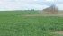 Winter wheat should ideally be at the three-leaf stage or tillering going into winter. | File photo