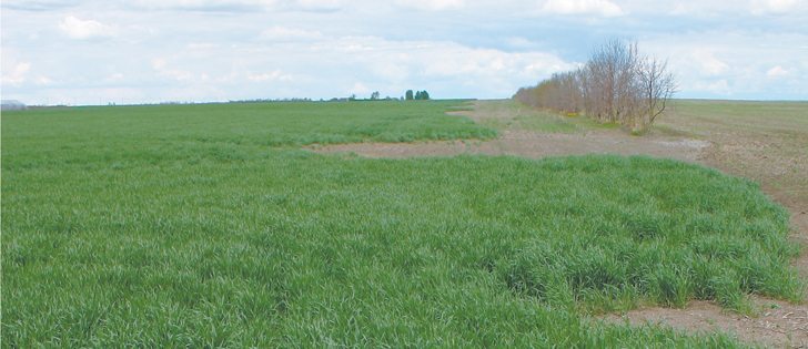 Winter wheat should ideally be at the three-leaf stage or tillering going into winter.   |  File photo