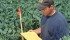 USDA employees gather much of the crop progress information that helps traders and farmers get a needed big picture view of national crops. Those who trade Canadian crops say a similar national reporting system is needed. | USDA photo