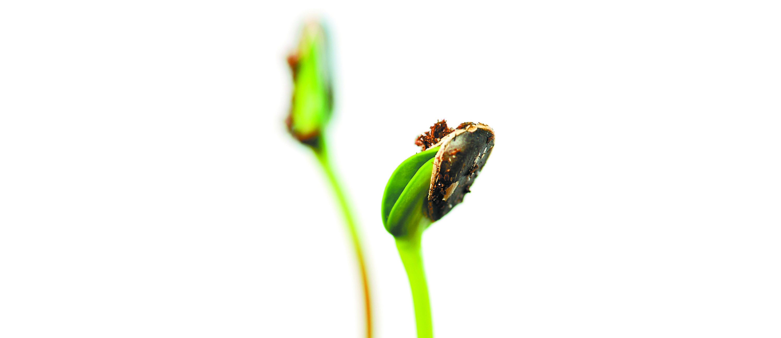 Two green sunflower plant sprouts isolated on white background