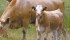 A risk management specialist is using his experience in the feedlot business to provide clients with a better understanding of cost of production, margins and commodity trading. | File photo
