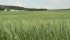 Demand for Canadian wheat might improve in the aftermath of the surprising discovery of a genetically modified trait in a U.S. wheat field, but market analysts worry the incident might raise fears among buyers about North American wheat rather than just U.S. wheat. | File photo