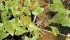 Wild buckwheat is a prolific and aggressive weed. | File photo