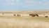 Cattle producers say conservationists must find a balance between protecting species at risk and enabling producers to earn a living from the land. | File photo