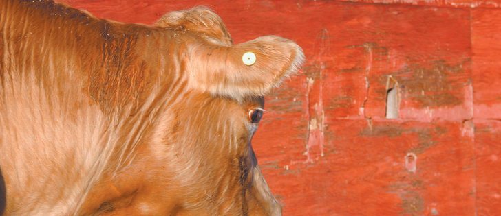 The Canadian Cattle Identification Agency wants to improve the ID tag distribution system and data reporting.  |  File photo