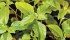 Redroot pigweed is developing herbicide tolerance, but multiple mode of action herbicides and tank mixes can help control it. | File photo