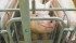 The public is hearing only animal lobbyists’ attacks on the ethics of hog gestation stalls, not the negative environmental effects of open housing, the National Pork Producers Council president told those at the World Pork Expo. | File photo