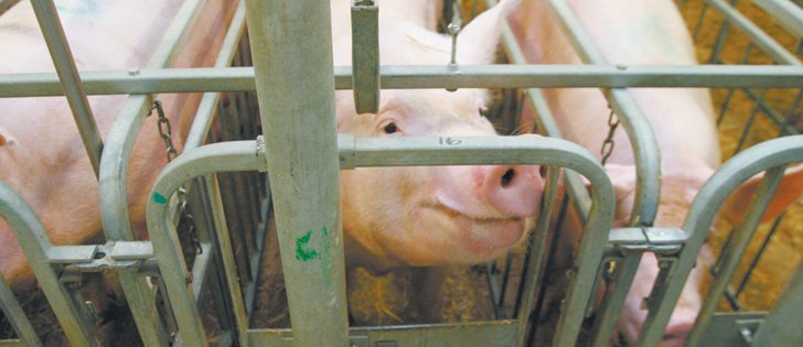 The public is hearing only animal lobbyists’ attacks on the ethics of hog gestation stalls, not the negative environmental effects of open housing, the National Pork Producers Council president told those at the World Pork Expo.  |  File photo 