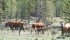 The North Okanagan Livestock Association is working on pilot projects with foresters to rebuild ranges and ensure there is enough water in a balanced ecosystem. | File photo