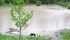 Freelance writer Wendy Dudley lives hillside at Millarville, Alta., and this is the creek below her home. It is normally the width of a ditch, cutting through a pasture. Her farm dog, Zuni, is miffed at where the field went.
| Wendy Dudley photo