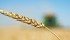 Players in the Canadian farm industry are calling for everything from a new grain handling system to a complete ban on genetically modified crops in the wake of another GM contamination incident. | File photo