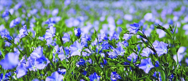 Agriculture Canada’s forecast of a 550,000 tonne flax crop might have to be revised higher because of good weather. Canada produced 489,000 tonnes last year. 