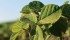 4.6 million acres of soybeans were planted across Canada this spring. | File photo