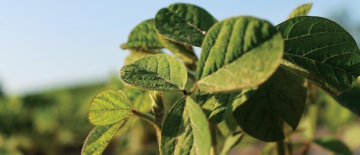 4.6 million acres of soybeans were planted across Canada this spring. | File photo