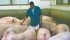After losing money on each hog last year, producers are now reaping a profit. | File photo