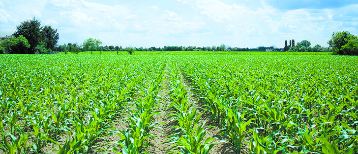 A turn to moderate temperatures and more rain will help boost U.S. crop production prospects.  