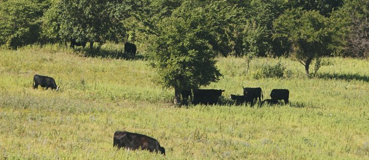 Many farms have been passed down for generations and they will continue to provide a living for future livestock producers and growers, says the author.  |  File photo