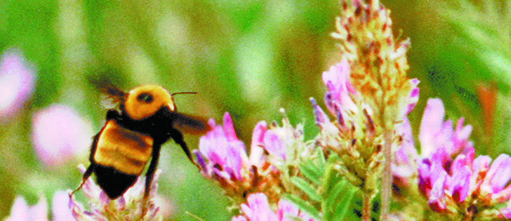 Grain Farmers of Ontario want a decision whether to ban neonicotinoid chemicals, which some say kill bees,
to be based on science.