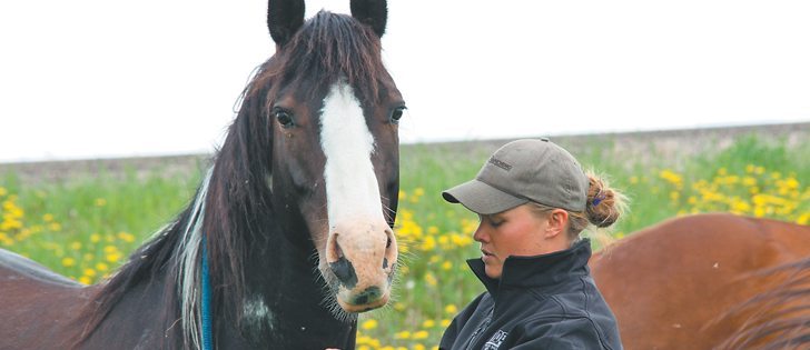 Michelle Peake catches her horse, Gus, on her ranch near Homestead Coulee, Alta.  |  Mary MacArthur photo