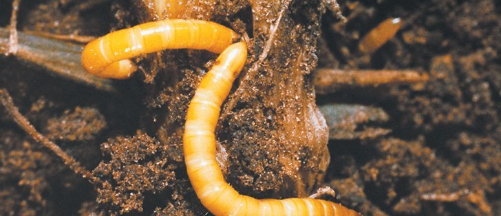 Healthy crops are the best defence against wireworms.  |  PMRA photo
