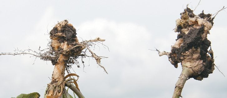 Clubroot spores are everywhere in some Edmonton area fields. On the left is stinkweed with some clubroot and on the right is volunteer canola loaded with clubroot.  |  Mary MacArthur photo