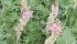 Sainfoin is used for grazing to reduce bloating risks but new lines fared poorly in recent trials. | File photo