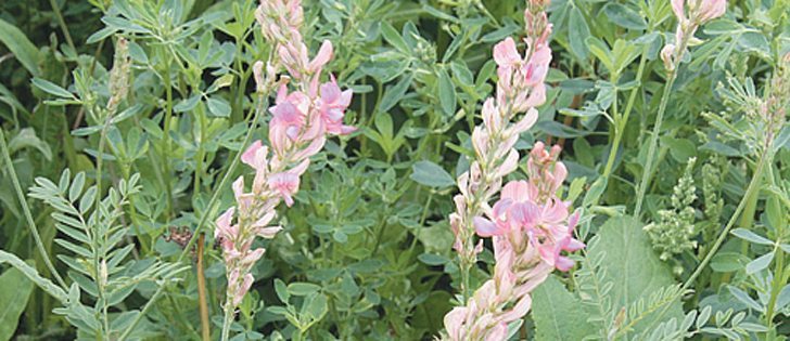Sainfoin is used for grazing to reduce bloating risks but new lines fared poorly in recent trials.  |  File photo