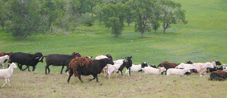 The owner of this sheep flock near Glenwood, Alta., along southwestern Alberta’s Belly River, lost 50 lambs to grizzly bear attacks last fall. He received compensation for only 16 of the animals.  |  Barb Glen photo