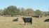 John Campbell says nutritional issues can affect an entire herd and are a factor in about half of all disease investigations by the veterinary college. | File photo