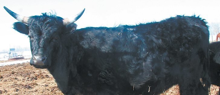 The new code recommends dehorning be done  before the animal is four months old.  |  File photo