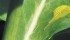 Sclerotinia develops on canola when the spore carrying petals drop onto the leaves of the canola plant. | File photo