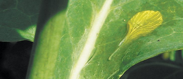 Sclerotinia develops on canola when the spore carrying petals drop onto the leaves of the canola plant.  |  File photo