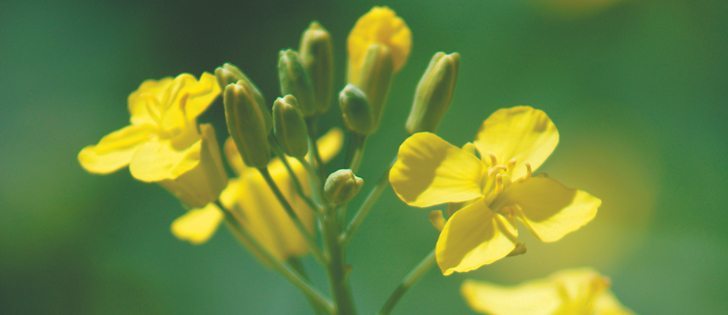 USDA projections show declining canola and rapeseed stockpiles in China, but analysts say the numbers can be misleading.  |  File photo