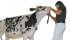 This Holstein heifer, which was born in September 2012, sold for $265,000 at the Rocky Mountain Holsteins sale held July 9 at the farm near Cochrane, Alta. The buyer, Jim Stanton of Ilderton, Ont., also bought a full sister to this female for $95,000. | Barbara Duckworth photo