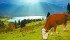 B.C. producers should follow the wine industry’s example and tout their beef as a unique product.