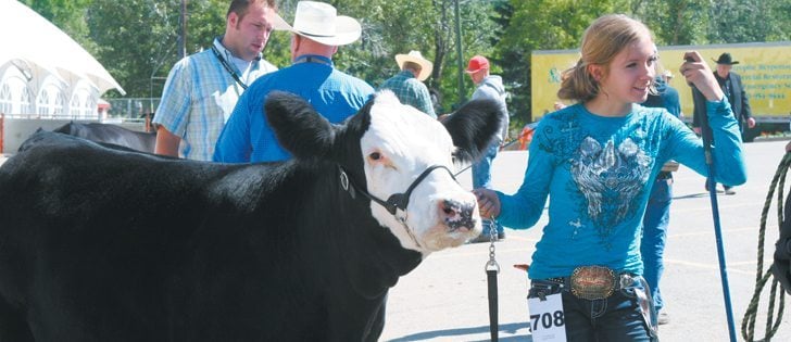 Kathryn Dolliver of Stettler, Alta., was a major winner at the Calgary Stampede livestock shows. She won the supreme champion purebred female with a Simmental cow at Summer Synergy, grand champion market heifer, pictured, at the Stampede heifer show and reserve grand champion junior. |  Barbara Duckworth photo