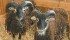 A pair of Soay sheep owned by Erin Wilson of Burns Lake, B.C., was on display at the All Canada Sheep Classic held in Barriere, B.C. | Barbara Duckworth photo