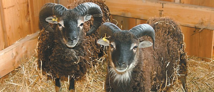 A pair of Soay sheep owned by Erin Wilson of Burns Lake, B.C., was on display at the All Canada Sheep Classic held in Barriere, B.C.  |  Barbara Duckworth photo