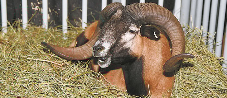 Doug and Tina Noyes are trying Blackbelly sheep for weed control on their Innisfail, Alta., farm. Their sheep are all registered stock and they are willing to sell small breeding flocks.  |  Barbara duckworth photo