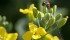 A lady bug on a canola plant in the early flower stage. | William DeKay photo